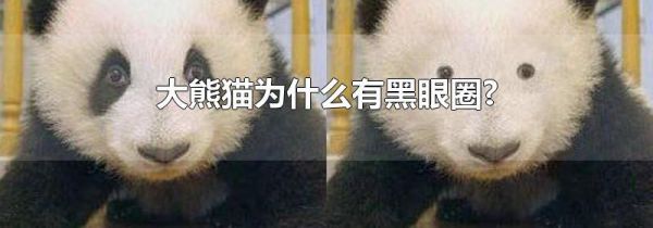 大熊猫为什么有黑眼圈?