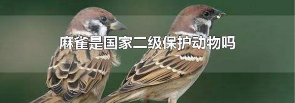 麻雀是国家二级保护动物吗