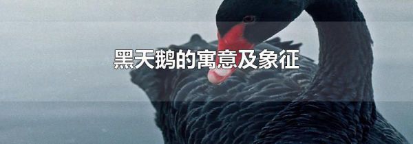黑天鹅的寓意及象征