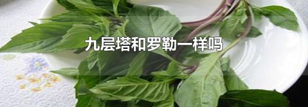 九层塔和罗勒一样吗