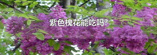 紫色槐花能吃吗?