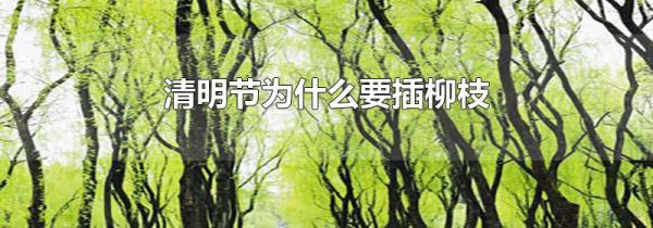 清明节为什么要插柳枝