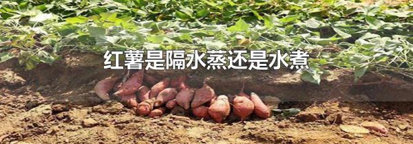 红薯是隔水蒸还是水煮