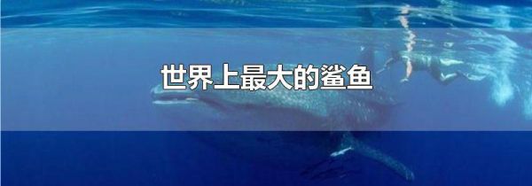 世界上最大的鲨鱼