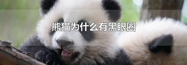 熊猫为什么有黑眼圈