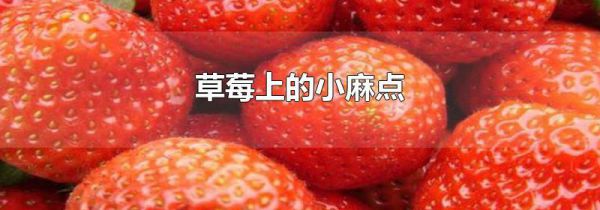 草莓上的小麻点