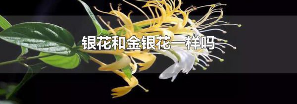 银花和金银花一样吗