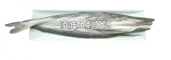 凌波鱼刺多吗