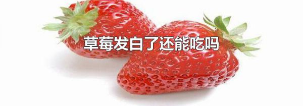 草莓发白了还能吃吗