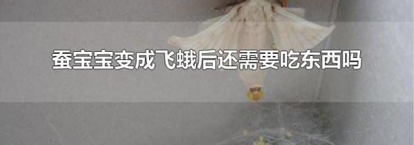 蚕宝宝变成飞蛾后还需要吃东西吗