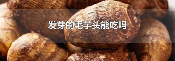 发芽的毛芋头能吃吗