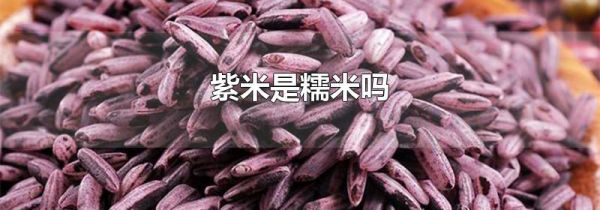 紫米是糯米吗