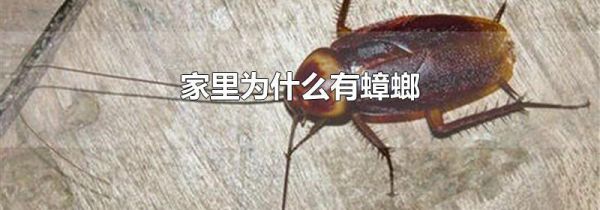 家里为什么有蟑螂