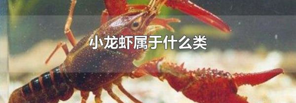 小龙虾属于什么类