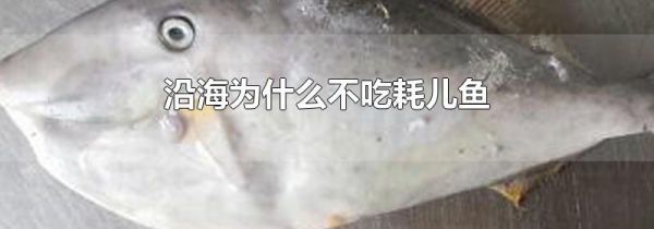 沿海为什么不吃耗儿鱼
