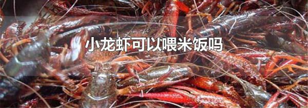 小龙虾可以喂米饭吗