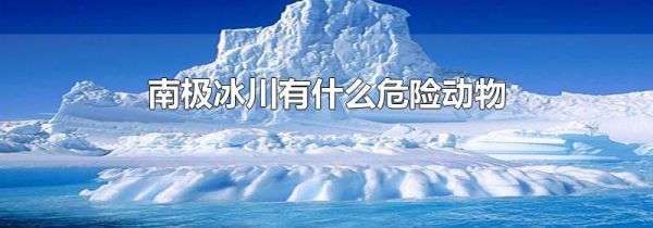 南极冰川有什么危险动物