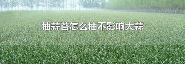 抽蒜苔怎么抽不影响大蒜