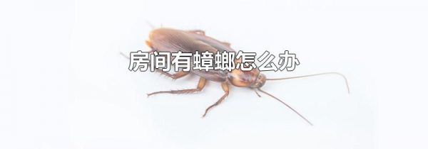 房间有蟑螂怎么办