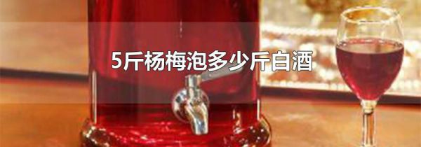 5斤杨梅泡多少斤白酒
