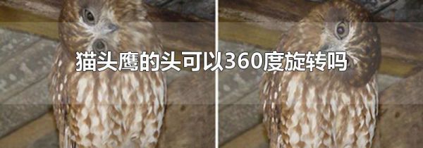 猫头鹰的头可以360度旋转吗