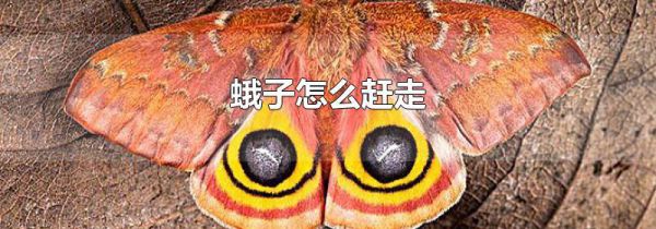 蛾子怎么赶走