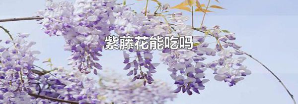 紫藤花能吃吗