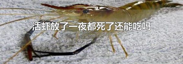 活虾放了一夜都死了还能吃吗