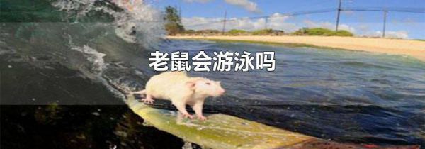 老鼠会游泳吗