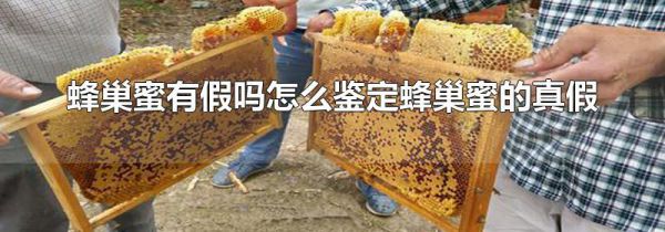 蜂巢蜜有假吗怎么鉴定蜂巢蜜的真假