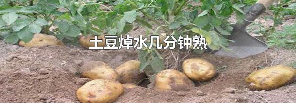 土豆焯水几分钟熟