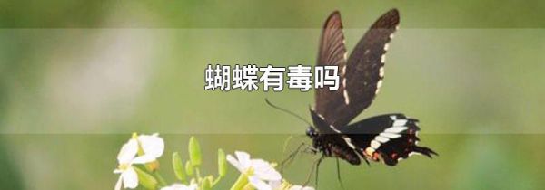 蝴蝶有毒吗