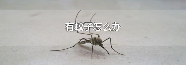 有蚊子怎么办