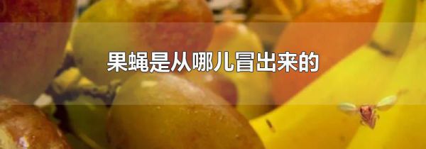 果蝇是从哪儿冒出来的