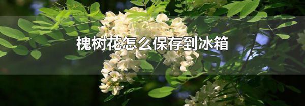 槐树花怎么保存到冰箱