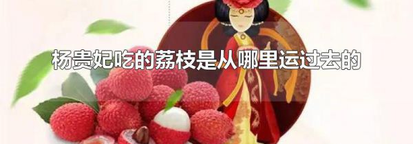 杨贵妃吃的荔枝是从哪里运过去的