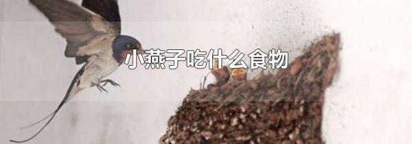 小燕子吃什么食物