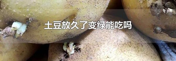 土豆放久了变绿能吃吗