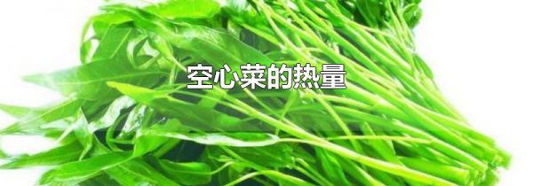 空心菜的热量