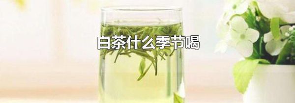 白茶什么季节喝