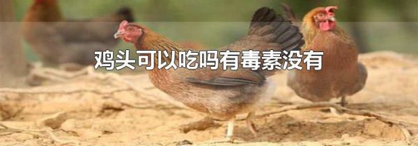 鸡头可以吃吗有毒素没有