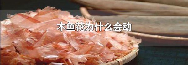 木鱼花为什么会动