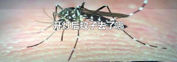 开灯后蚊子去了哪