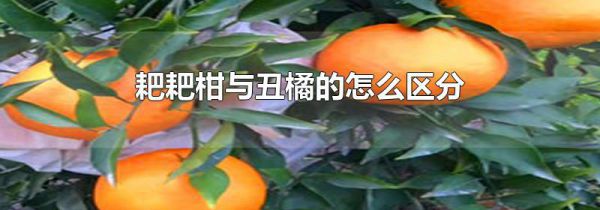 耙耙柑与丑橘的怎么区分