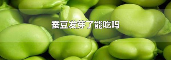 蚕豆发芽了能吃吗