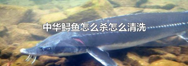 中华鲟鱼怎么杀怎么清洗