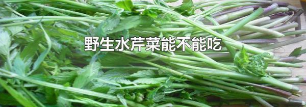 野生水芹菜能不能吃