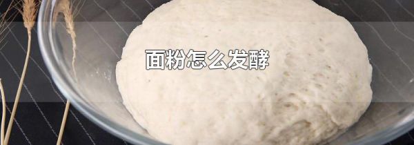 面粉怎么发酵