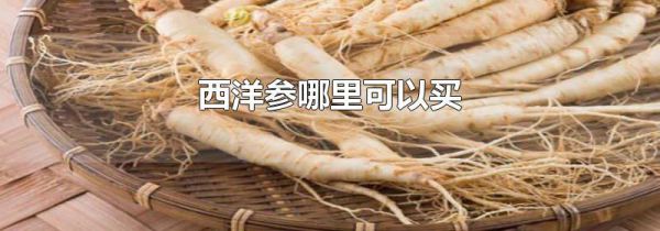 西洋参哪里可以买