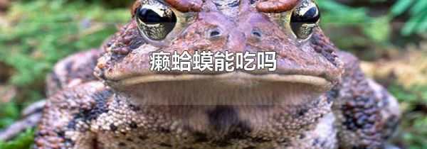 癞蛤蟆能吃吗